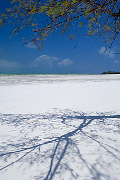 The shadow of a pine tree on a white sand beach, Michamvi Beach, Zanzibar, Tanzania, East Africa, Africa