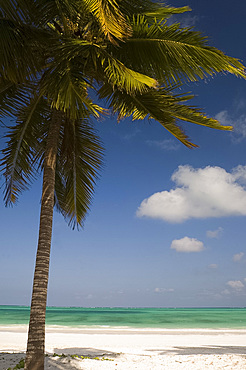 A palm tree over a white sand beach and emerald sea on the edge of the Indian Ocean, Paje, Zanzibar, Tanzania, East Africa, Africa