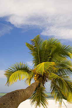 A palm tree leaning out over the white sands of Matemwe Beach, Zanzibar, Tanzania, East Africa, Africa