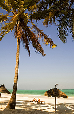 Thatched beach umbrellas and traditional sunbeds made from coconut wood on the beach at Paje, Zanzibar, Tanzania, East Africa, Africa