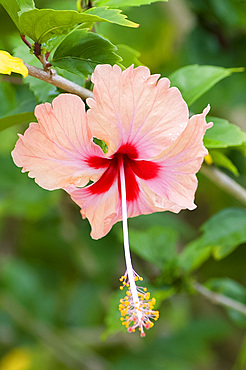 A red and orange coloured hibiscus flower, Zanzibar, Tanzania, East Africa, Africa