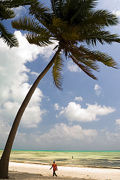 A palm tree above the Jambiani Beach, Zanzibar, Tanzania, East Africa, Africa