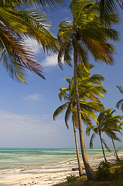 Palm trees above emerald sea, Pingwe, Zanzibar, Tanzania, East Africa, Africa