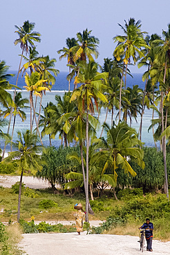 Palm trees and sea at Matemwe, Zanzibar, Tanzania, East Africa, Africa