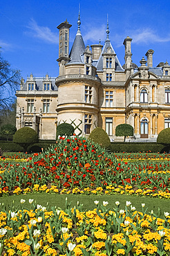 Tulips and primulas in flowerbeds in the garden at Waddesdon Manor in spring, Aylesbury, Buckinghamshire, England, United Kingdom, Europe