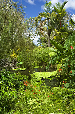 Tropical plants around a pond and bridge, Andromeda Botanic Gardens, Barbados, Windward Islands, West Indies, Caribbean, Central America