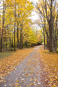 Autumn leaves on a country road in Vermont, New England, United States of America, North America