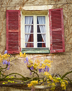 An old window with wisteria growing beneath it in Cluny, Burgundy, France, Europe