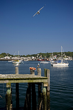 Boats and seagulls in Gloucester Harbor, Gloucester, Massachussetts, New England, United States of America, North America