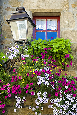 Purple petunias cascading from a window box in front of an old window in Sarlat, Dordogne, France, Europe