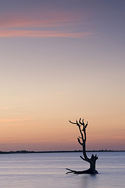 A driftwood tree at sunset in water near Harbour Island, Eleuthera, The Bahamas, West Indies, Atlantic, Central America