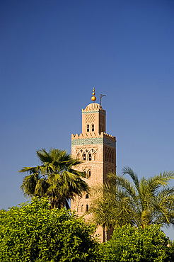 The minaret of the Koutoubia Mosque surrounded by palm trees in Marrakech, Morocco, North Africa, Africa