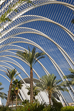 Palm trees in L'Umbracle in the City of Arts and Sciences in Valencia, Valenciana, Spain, Europe