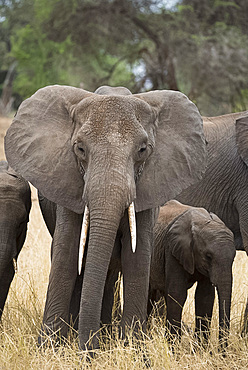 A mother and baby elephant (Loxondonta africana) in Tarangire National Park, Manyara Region, Tanzania, East Africa, Africa