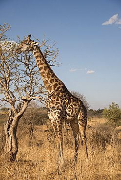 A Masai giraffe (Giraffa camelopardalis) eating acacia leaves in Serengeti National Park, UNESCO World Heritage Site, Tanzania, East Africa, Africa