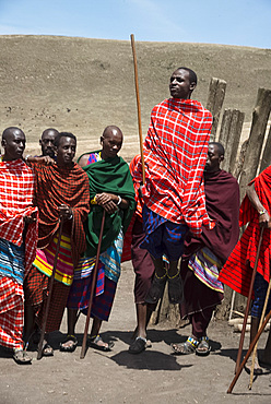 Masai tribesmen performing a dance in the Ngorongoro Conservation Area, Tanzania, East Africa, Africa