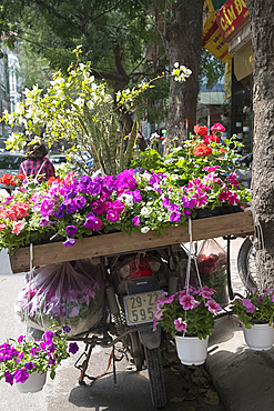 Pots of petunias and geraniums for sale on the back of a motorcycle in Hoang Hoa Tham Street, Hanoi, Vietnam, Indochina, Southeast Asia, Asia