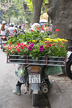 Pots of petunias and geraniums on the back of a motorcycle in Hoang Hoa Tham Street, Hanoi, Vietnam, Indochina, Southeast Asia, Asia