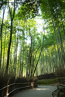 A path through the Arashimaya Bamboo grove in Sagano, Kyoto, Japan, Asia