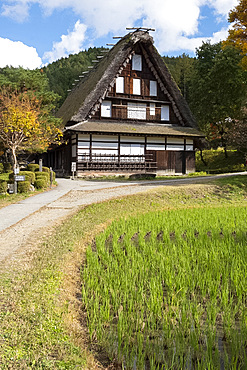 Nishiokas house, a traditional thatched building and a rice field at Hida Folk Village, Hida No Sato, Takayama, Honshu, Japan, Asia