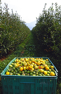 Crate of Apples in an Orchard