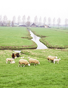 Sheep and farms on reclaimed polder lands around Amsterdam, Holland, Europe