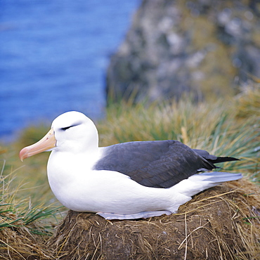 Close-up of a Black-browed Albatross on nest, Falkland Islands, South Atlantic