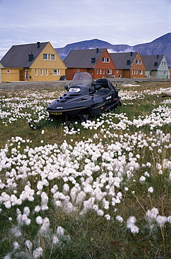 Arctic cotton grass and snowmobile, Longyearbyen, Spitsbergen (Svalbard), Norway, Scandinavia, Europe