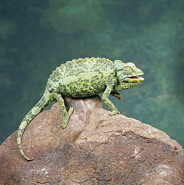 Jacksons chameleon (Chamaeleo jacksonii), Kenya, East Africa, Africa