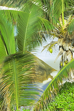 Palms, coconuts and rock, Anse Patates, La Digue Island, Seychelles, Indian Ocean, Africa