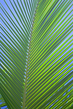 Detail of a palm tree leaf (frond), Mahe Island, Seychelles, Indian Ocean, Africa