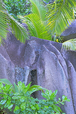 Detail of granite rock and vegetation, La Digue Island, Seychelles, Indian Ocean, Africa