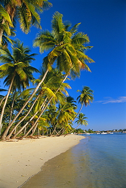 Palm trees and beach, Pigeon Point, Tobago, Trinidad and Tobago, West Indies, Caribbean, Central America