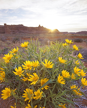 Desert flowers in Arches National Park, Utah, USA, North America