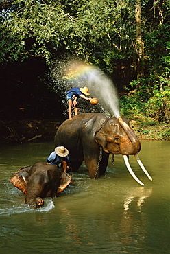 Elephants being washed in the river near Chiang Mai, The North, Thailand