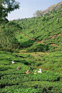 Women picking tea in a tea plantation, Munnar, Western Ghats, Kerala state, India, Asia