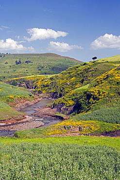 Lush green hills and yellow Meskel flowers, Simien Mountains National Park, The north, Ethiopia, Africa