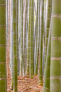 Close-up of stems, Bamboo Forest, Sagano, Ukyo Ward, Arashiyama, Kyoto, Kansai region, island of Honshu, Japan, Asia