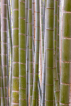 Close-up of stems, Bamboo Forest, Sagano, Ukyo Ward, Arashiyama, Kyoto, Kansai region, island of Honshu, Japan, Asia