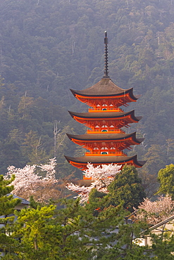 Cherry blossoms (sakura) and the famous five-storey pagoda dating from 1407, Itsukushima (Itsuku-shima) shrine, Miyajima, Hiroshima area, island of Honshu, Japan, Asia