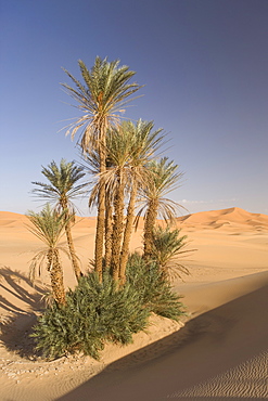 Erg Chebbi, Merzouga, Sahara Desert, Morocco, North Africa, Africa