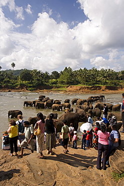 Pinnewala Elephant Orphanage near Kegalle, Hill Country, Sri Lanka, Asia