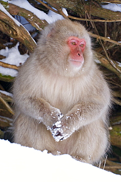 Japanese macaque (Macaca fuscata) (snow monkey), Joshin-etsu National Park, Honshu, Japan, Asia