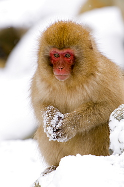 Young Japanese macaque (Macaca fuscata) (snow monkey), in the snow, Joshin-etsu National Park, Honshu, Japan, Asia