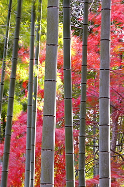 Colourful maples in autumn colours viewed from a bamboo grove, Arashiyama, Kyoto, Kansai Region, Honshu, Japan, Asia