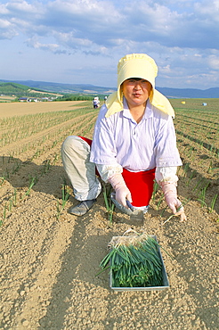 Planting onions, Hokkaido, Japan, Asia