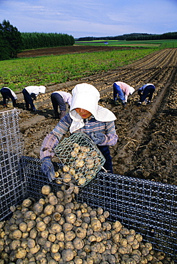 Potato harvest, Hokkaido, Japan, Asia