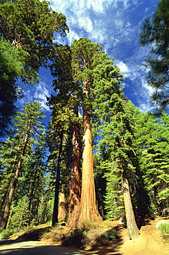 Giant sequoia trees, Mariposa Grove, Yosemite National Park, UNESCO World Heritage Site, California, United States of America, North America