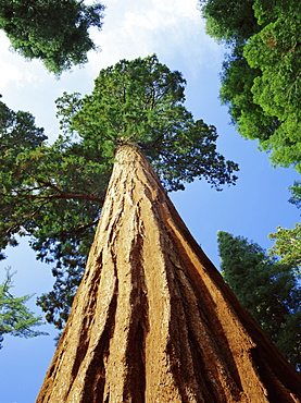 Mariposa Grove of Giant Sequoia Trees, Yosemite National Park, California, USA