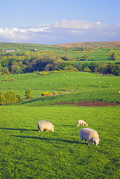 Farming Countryside, County Antrim, Northern Ireland